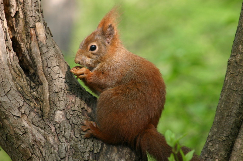 squirrel