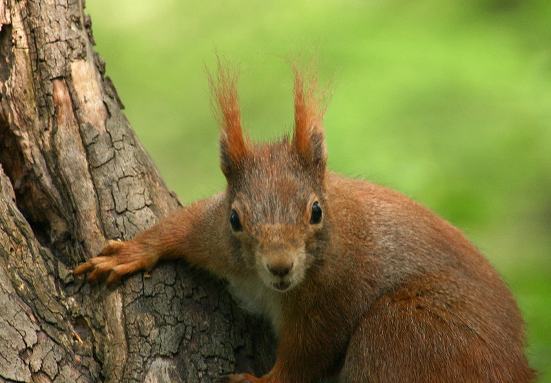 squirrel