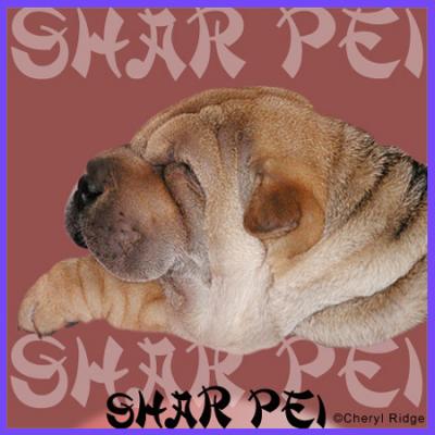 Shar Pei puppy