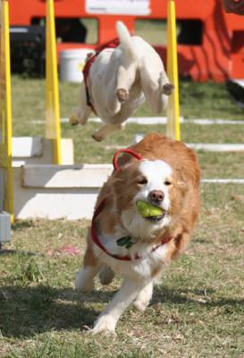 Flyball - Border Collie (red)