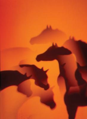 shadow horses