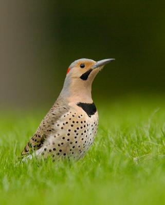 Northern Flicker