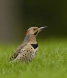 Northern Flicker