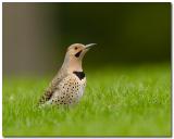 Northern Flicker