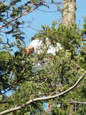 Abe up a tree