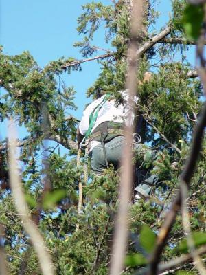 Abe up a tree2
