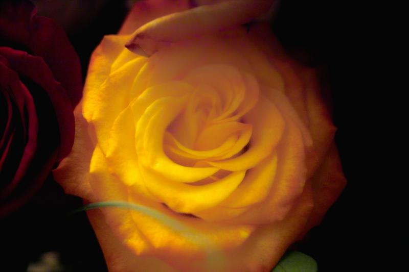 Wedding Flowers
