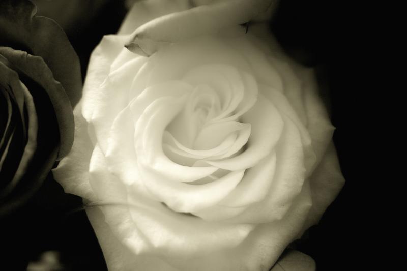 Wedding Flowers