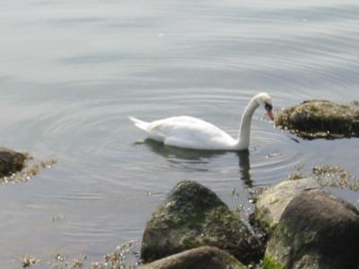 u44/cjo/medium/28557676.swan.jpg