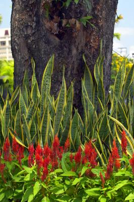 Tree on Fire
