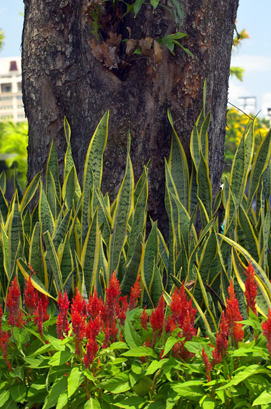 Tree on Fire