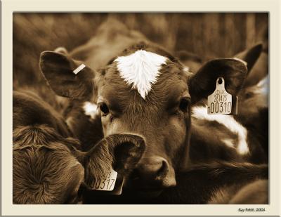 April 28 2004: Cattle