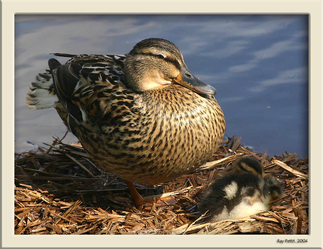 May 2 2004:<br> Playing Mum