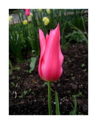One last tulip picture