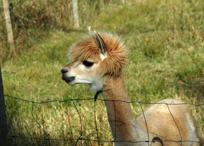 Brown Llama.jpg