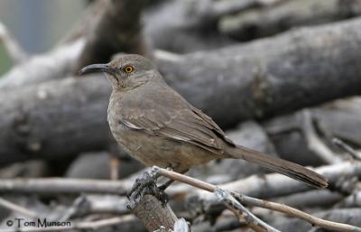 Curve-billed Thrasher