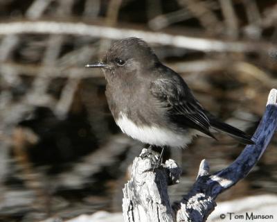 Black Phoebe