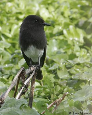 Black Phoebe