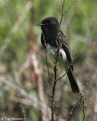 Black Phoebe