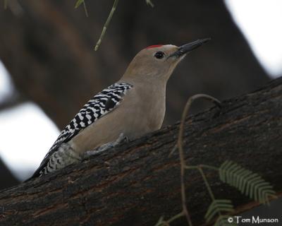 Gila Woodpecker