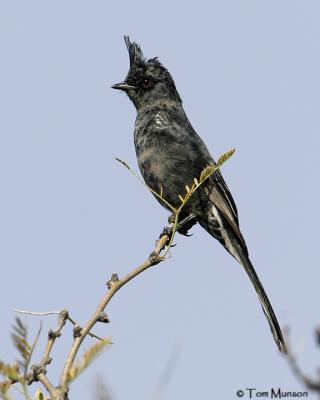 Phainopepla