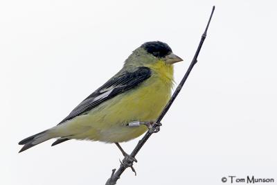 Lesser Goldfinch