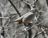 Canyon Towhee