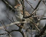 Rufous-winged Sparrow