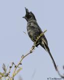 Phainopepla