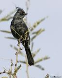 Phainopepla