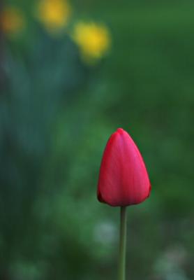 the lonely tulip #2