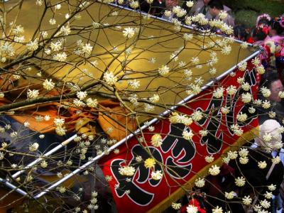 blossoms, nikko