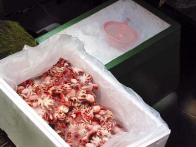 octopus