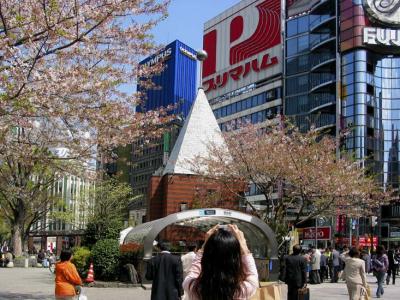 cherry blossoms, tokyo