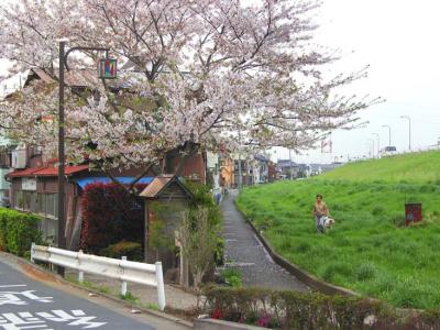 cherry blossoms, koiwa