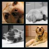mollydog   MONTAGE