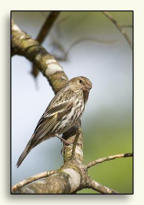 u44/cokids/medium/28667771.Sparrow.jpg