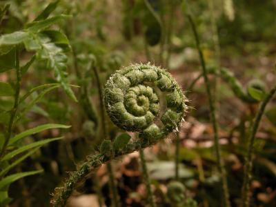 Xmas fern frond