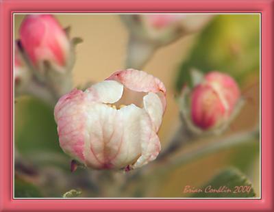 Apple Blossom