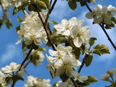 Apple Blossoms
