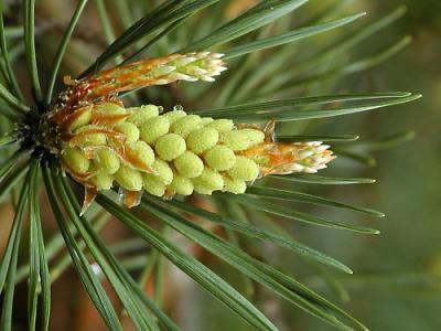 New pine cone