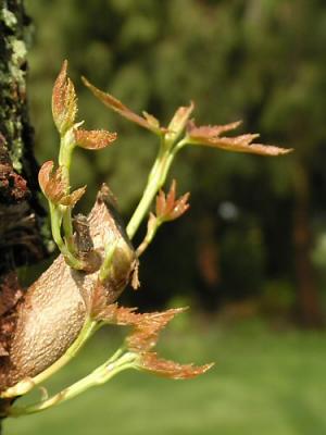 New Maple Tree Growth