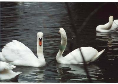 salisbury_swans.jpg