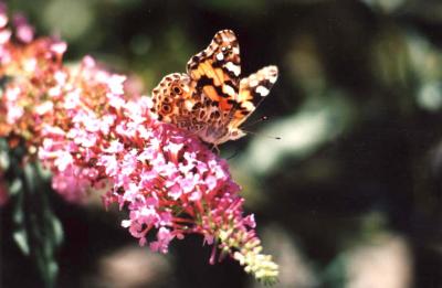 butterfly 002.jpg