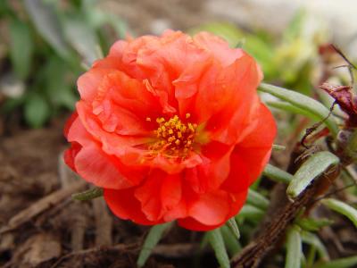 Moss Rose