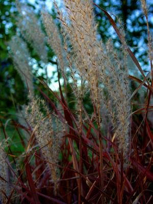 September 29, 2004Bloodgrass in the SunDay 146