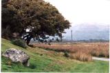 dolgellau 004.jpg