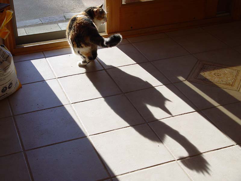 September 8, 2004<br>Tashs Shadow