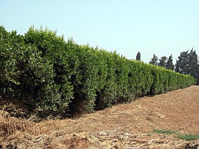 May 7th - Citrus Trees