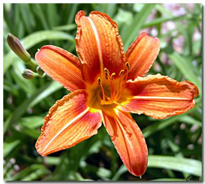 May 7th - Flower.